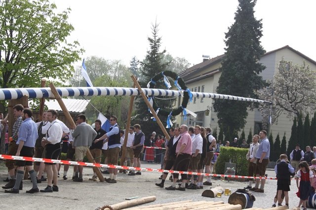 Maibaum 2013